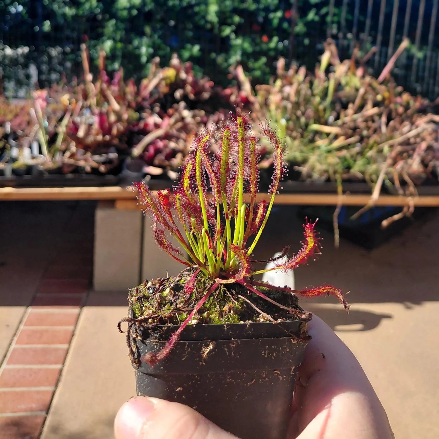 Drosera Capensis - 3 Inch Pot - Alien Exotics