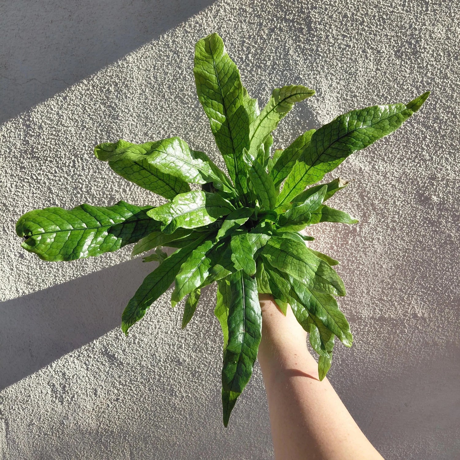 Microsorum musifolium "Alligator Skin Fern" - 4 Inch Pot - Alien Exotics