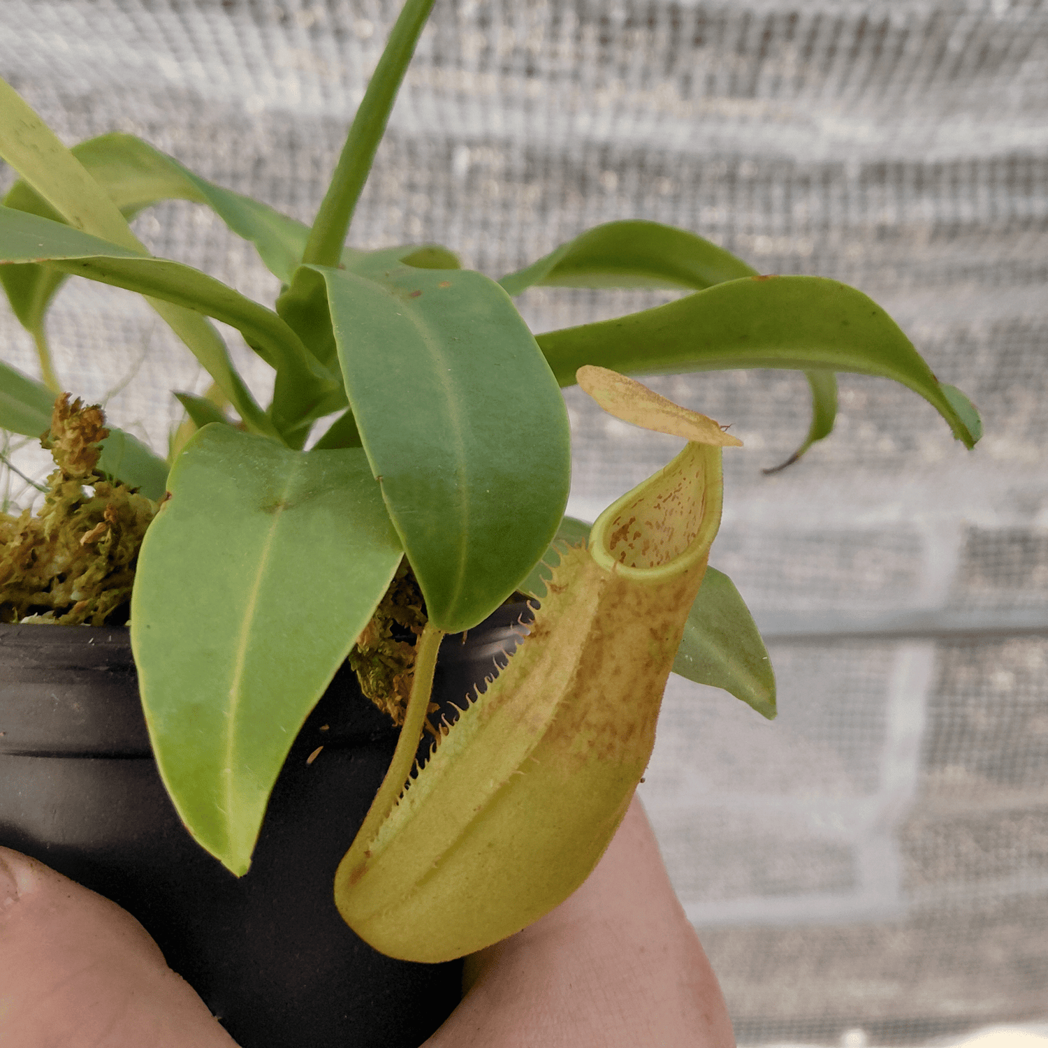 A picture of a Nepenthes Sanguinea's pitcher. The leaves are green, the pitcher is orange and green with speckles.