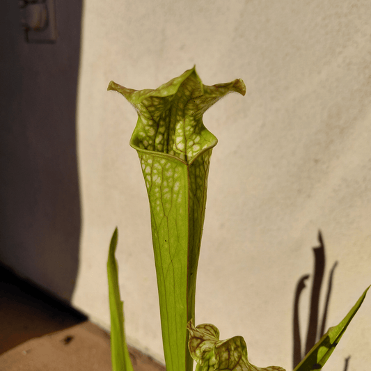 Sarracenia Leucophylla - 4 inch pot - Alien Exotics