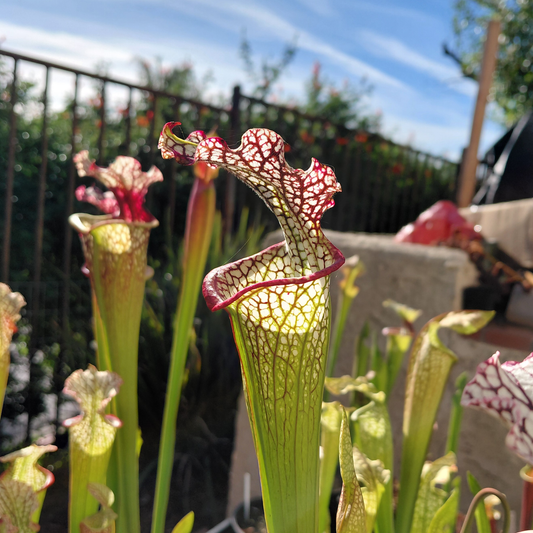 Sarracenia Leucophylla - 4 inch pot - Alien Exotics